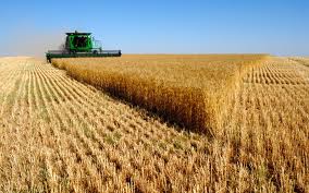 Wheat Field